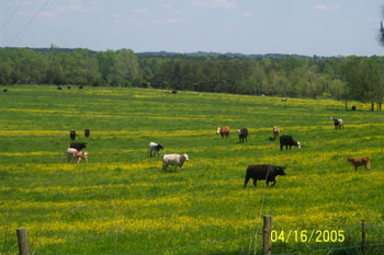 Cows