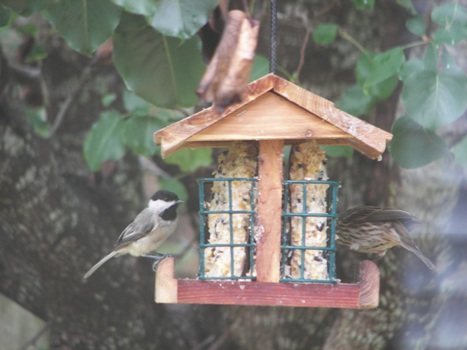 2 Birds on the Suet Feeder