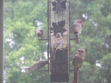 5 Birds on the Seed Feeder