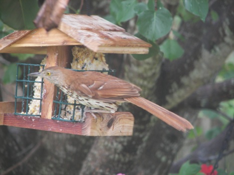 Big Unknown Bird on the Suet Feeder