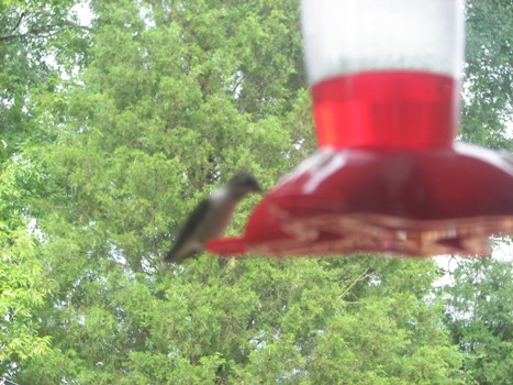 Blurry Hummingbird