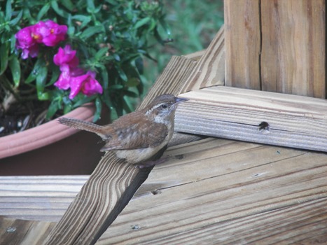 Carolina Wren on my deck