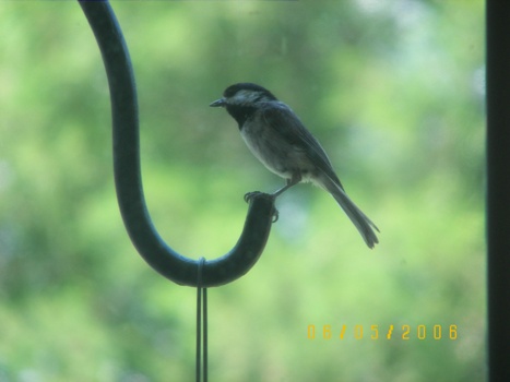 Bird on a Wire