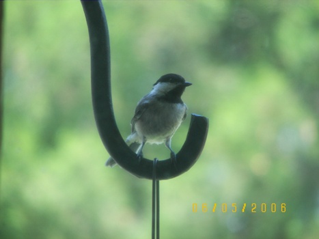 Bird on a Wire