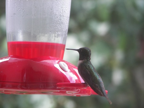 Hummingbird