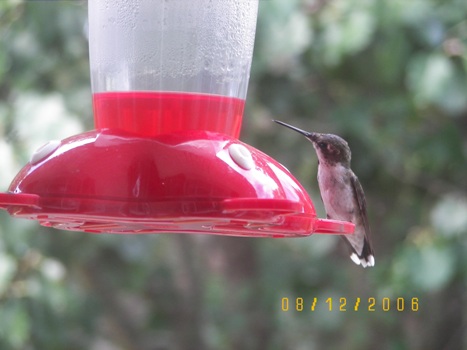 Hummingbird