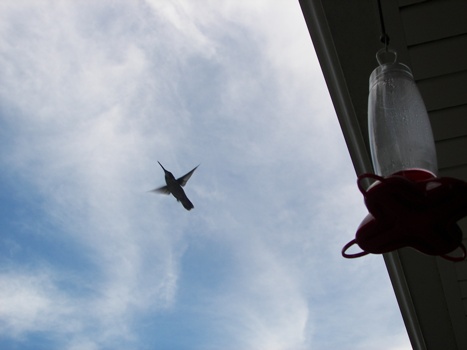 Hummingbird in Flight