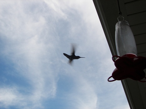 Hummingbird in Flight