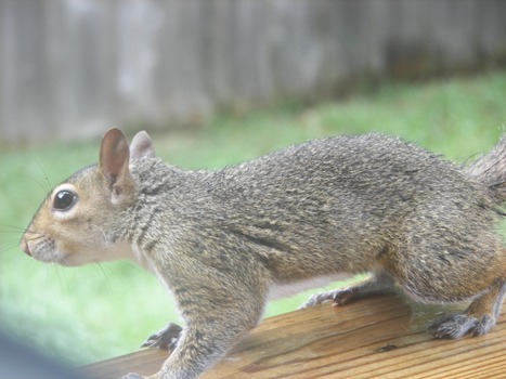 Squirrel, up close and personal