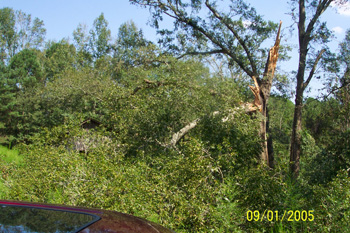 Barn with Tree down in front of it