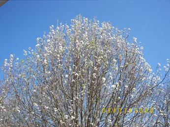 Bradford Pear