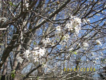 Bradford pear blooms