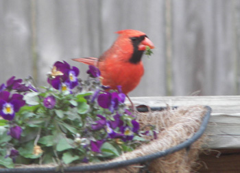 cardinal