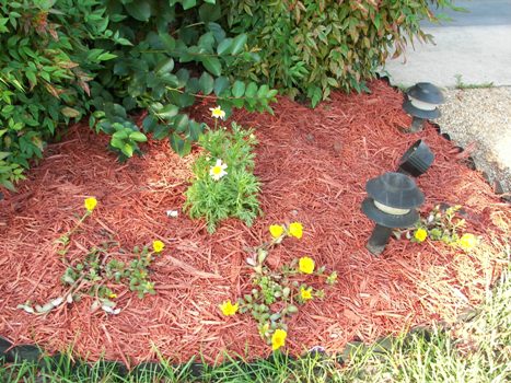 Garage Flower bed with Butterfly Daisy and Portulaca