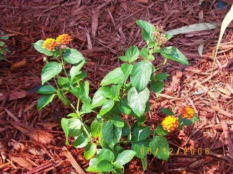 Orange Lantana