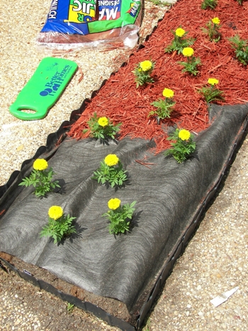 Marigolds with Landscape Fabric dilemma