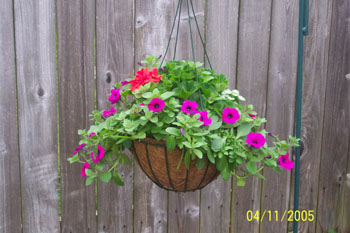 Pre-Planted Basket