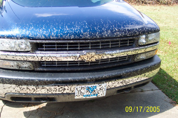 Love Bugs on the front of Don's truck