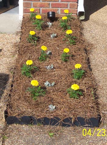 Marigolds at Front Walkway