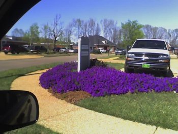 Verbena at the edge of our subdivision