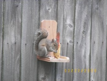 Squirrel eating