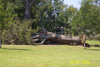 Tree Down on Main Street in Madison