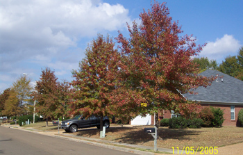 Trees on our Street, early November 2005