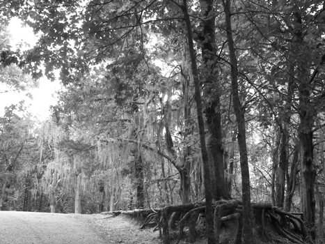 Black and White of the Trees outside the Rocky Springs Methodist Church