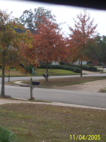 View from my computer room window, early November 2005