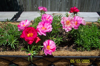 Moss Rose blooming