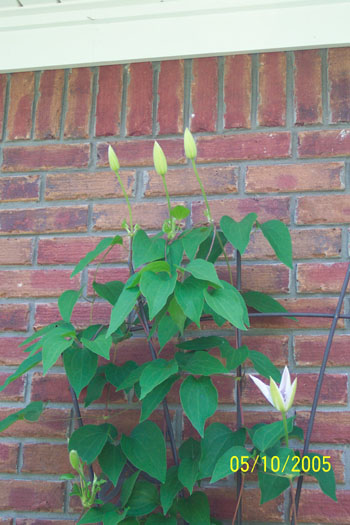 Clematis about to Bloom