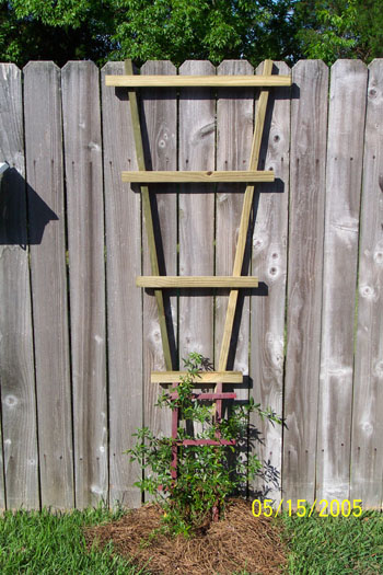 Trellis for our Lady Banks Climbing Rose